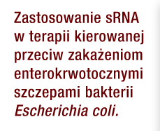 Zastosowanie sRNA w terapii kierowanej przeciw zakażeniom enterokrwotocznymi szczepami bakterii Escherichia coli.
